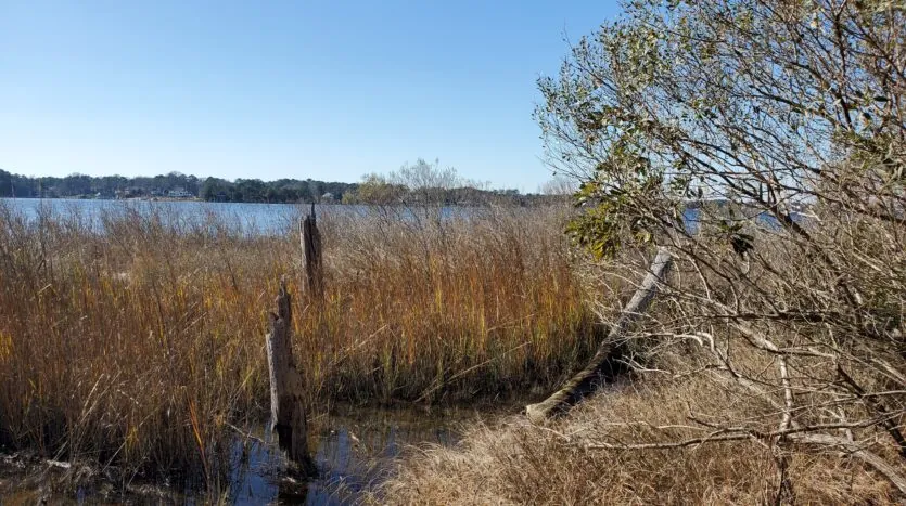 First Landing State Park, Virginia Beach Near Chics Beach