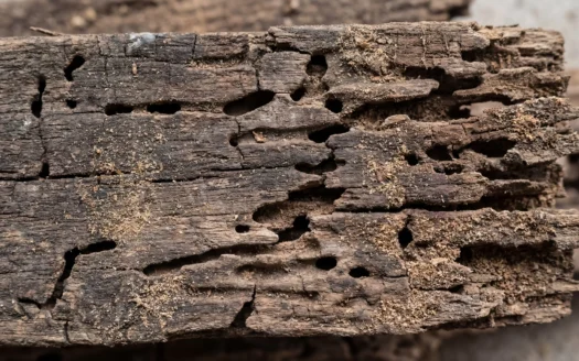 Close-up of termite-damaged wood