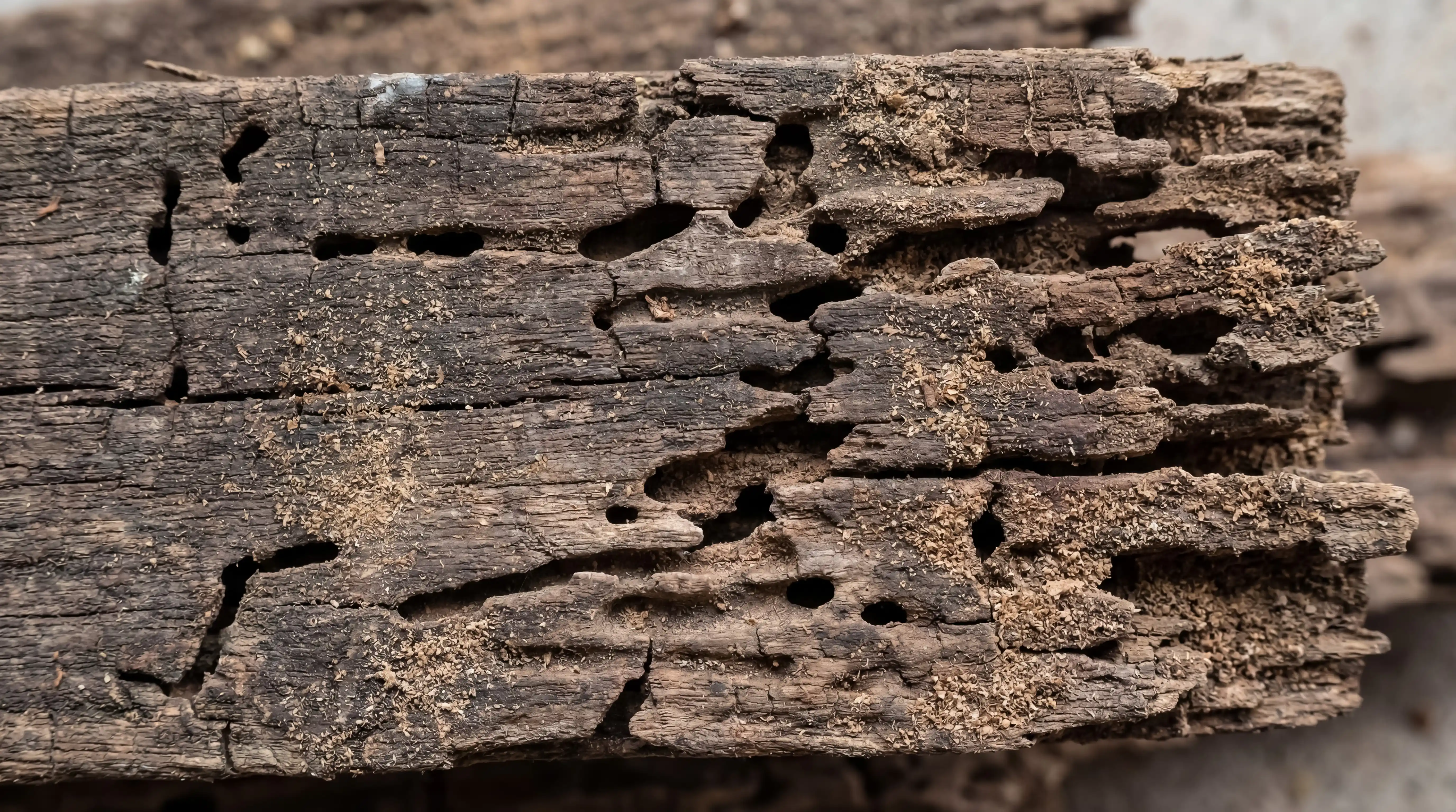 Close-up of termite-damaged wood